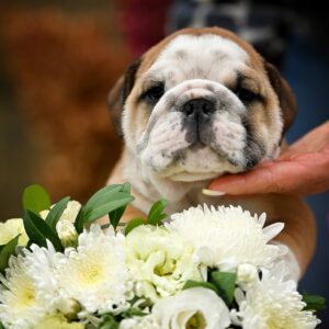 Rambler English Bulldog