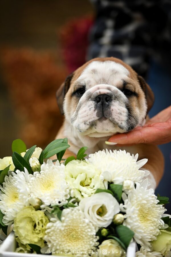 Rambler English Bulldog Rambler English Bulldog