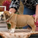 Rambler-male-english-bulldog-puppy-for-sale-1 (2)