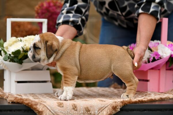 Rambler English Bulldog Rambler English Bulldog