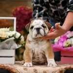 Rambler-male-english-bulldog-puppy-for-sale-1 (3)