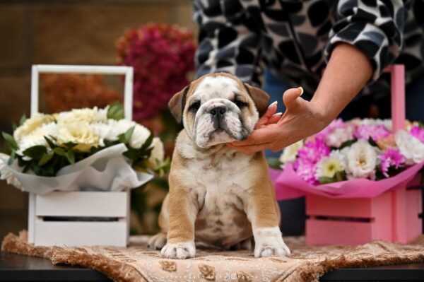 Rambler English Bulldog Rambler English Bulldog