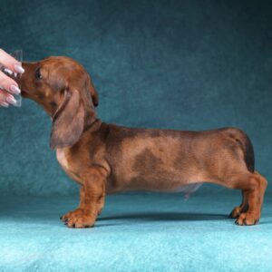 Rasty Miniature Dachshund