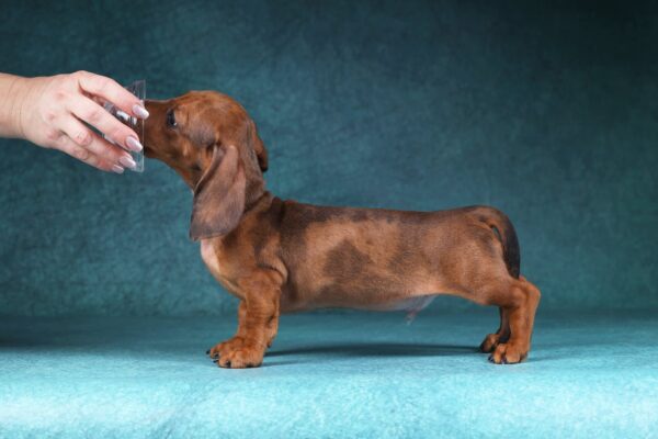 Rasty Miniature Dachshund Rasty Miniature Dachshund