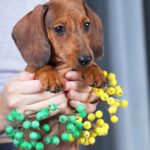 Rasty-male-dachshund-puppy-for-sale-2