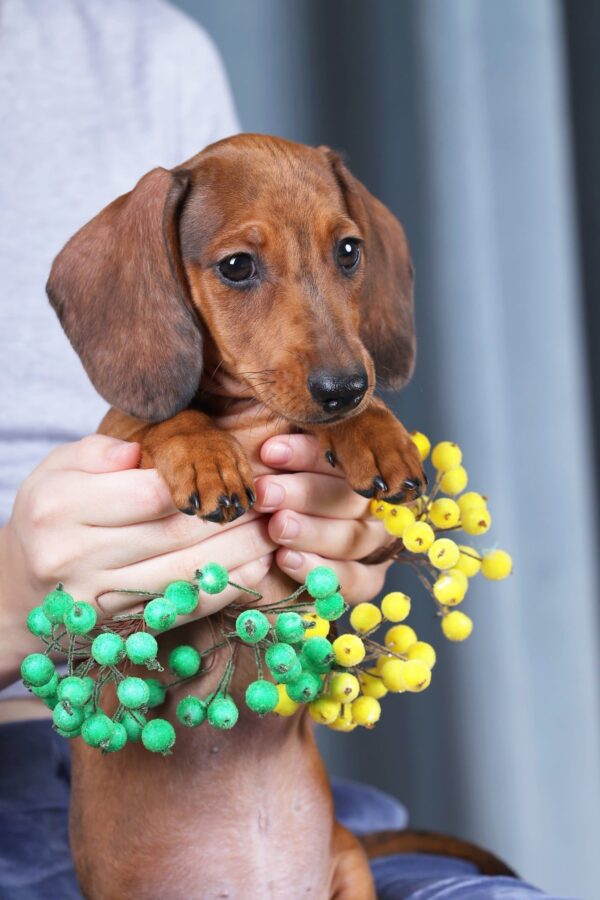 Rasty Miniature Dachshund Rasty Miniature Dachshund