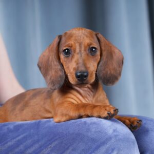 Rasty Miniature Dachshund