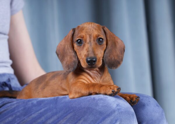 Rasty Miniature Dachshund Rasty Miniature Dachshund