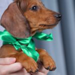 Rasty-male-dachshund-puppy-for-sale-4