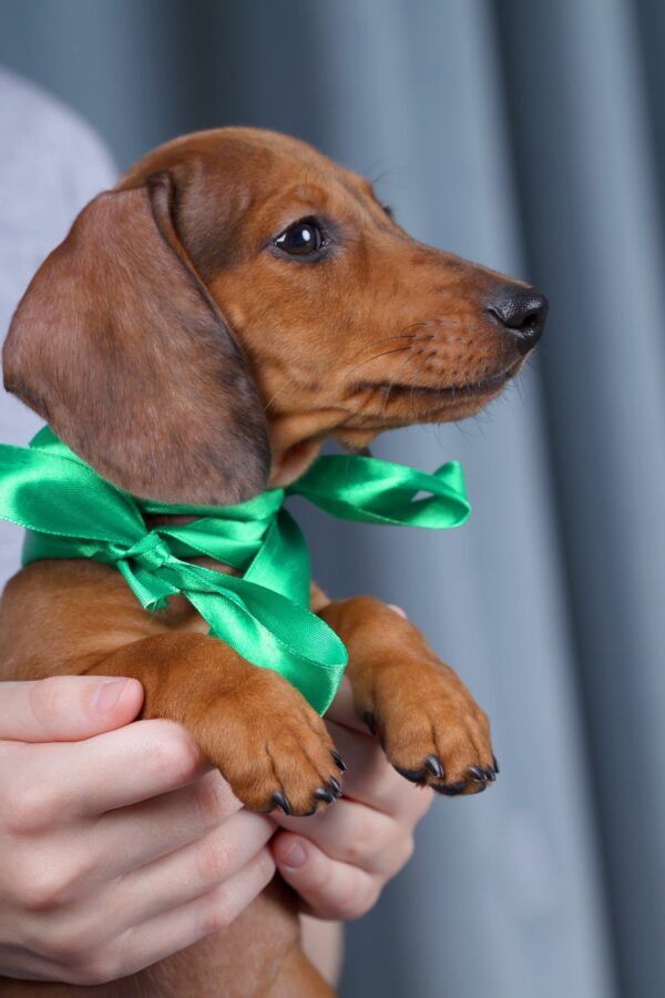 Rasty Miniature Dachshund Rasty Miniature Dachshund