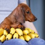 Rasty-male-dachshund-puppy-for-sale-5