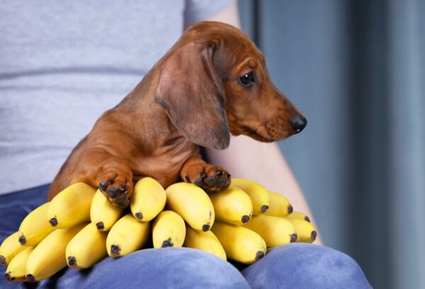 Rasty Miniature Dachshund Rasty Miniature Dachshund