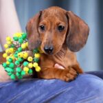 Rasty-male-dachshund-puppy-for-sale-6
