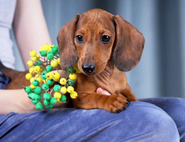 Rasty Miniature Dachshund Rasty Miniature Dachshund