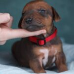 Rimma and Runna Rhodesian Ridgeback