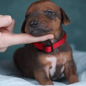 Rayan Rhodesian Ridgeback