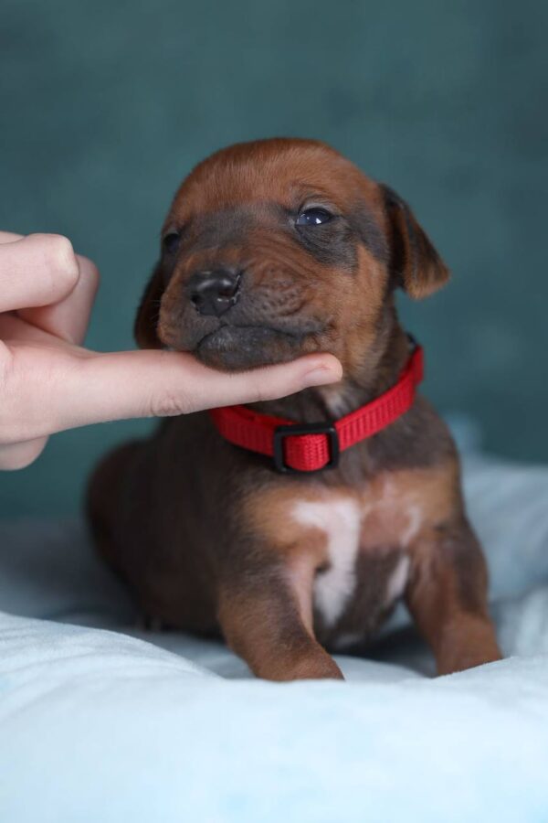 Rayan Rhodesian Ridgeback