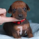 Rayan-male-Rhodesian-Ridgeback -puppy-for-sale-2