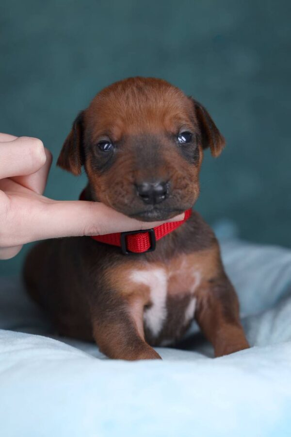Rayan Rhodesian Ridgeback