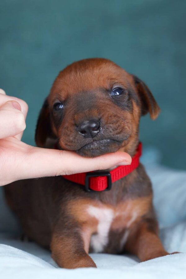 Rayan Rhodesian Ridgeback