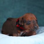 Rayan-male-Rhodesian-Ridgeback -puppy-for-sale-4