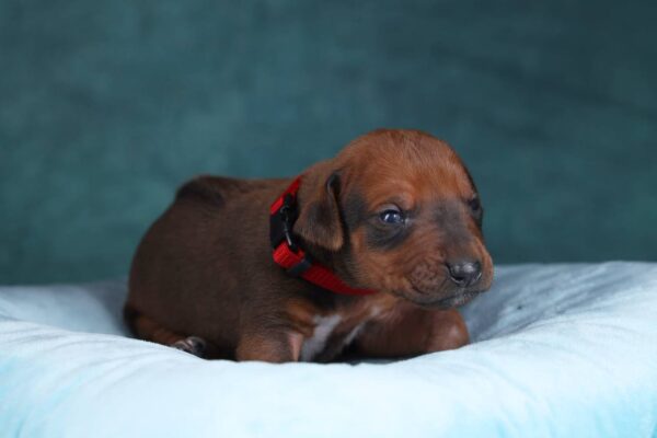 Rayan Rhodesian Ridgeback
