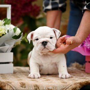 Richelieu English Bulldog