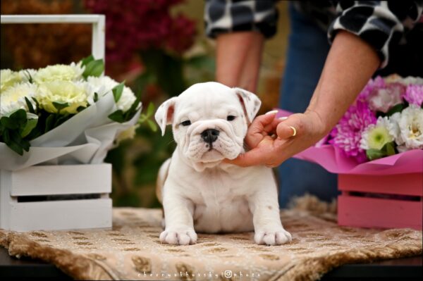 Richelieu English Bulldog Richelieu English Bulldog