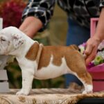Richelieu-male-english-bulldog-puppy-for-sale-1 (2)