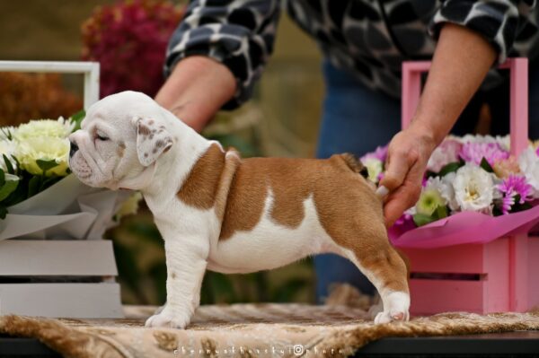Richelieu English Bulldog Richelieu English Bulldog