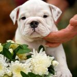 Richelieu-male-english-bulldog-puppy-for-sale-1 (3)