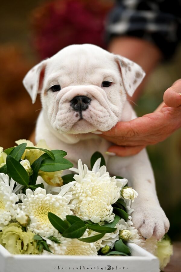 Richelieu English Bulldog Richelieu English Bulldog