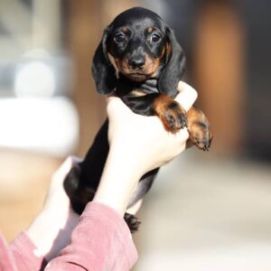 Ricks Miniature Dachshund