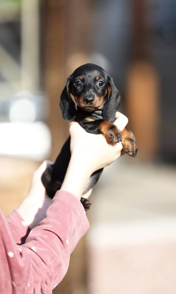 Ricks Miniature Dachshund Ricks Miniature Dachshund
