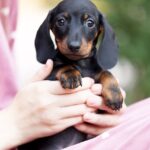 Ricks-male-dachshund-puppy-for-sale-2