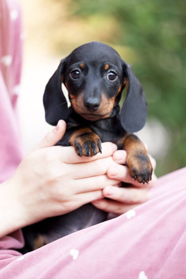 Ricks Miniature Dachshund Ricks Miniature Dachshund