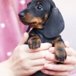 Ricks-male-dachshund-puppy-for-sale-3