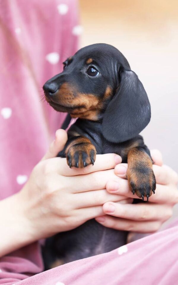 Ricks Miniature Dachshund Ricks Miniature Dachshund