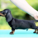 Ricks-male-dachshund-puppy-for-sale-4