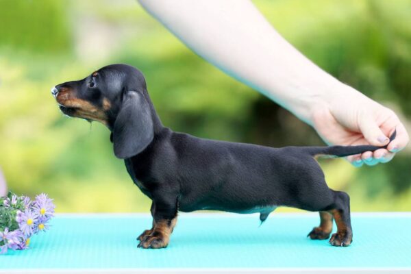 Ricks Miniature Dachshund Ricks Miniature Dachshund