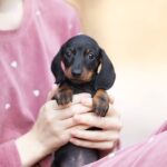 Ricks-male-dachshund-puppy-for-sale-5