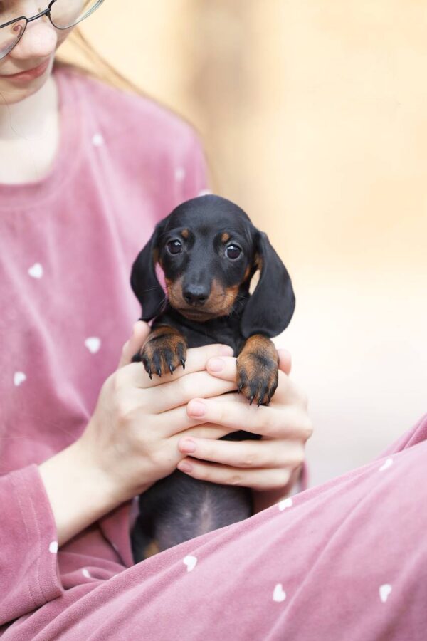 Ricks Miniature Dachshund Ricks Miniature Dachshund