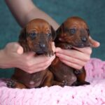 Rimma-and-Runna-Rhodesian-Ridgeback-puppy-for-sale-1
