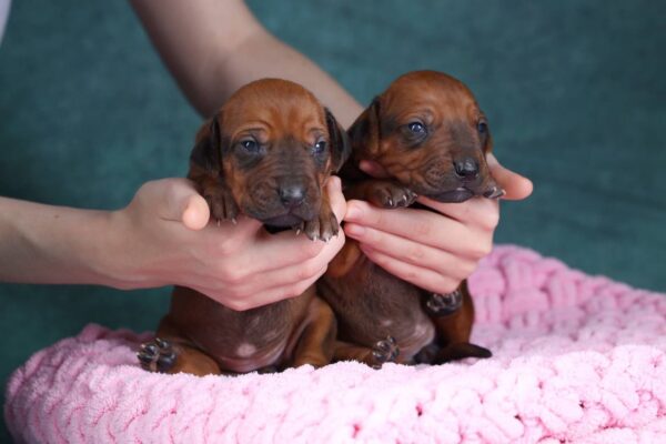 Rimma and Runna Rhodesian Ridgeback
