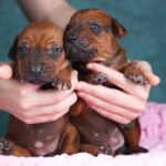 Rimma-and-Runna-Rhodesian-Ridgeback-puppy-for-sale-2