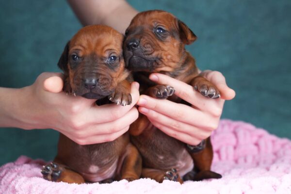 Rimma and Runna Rhodesian Ridgeback
