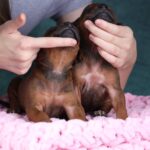 Rimma-and-Runna-Rhodesian-Ridgeback-puppy-for-sale-3