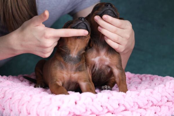 Rimma and Runna Rhodesian Ridgeback