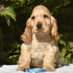 River Male English Cocker Spaniel puppy for sale