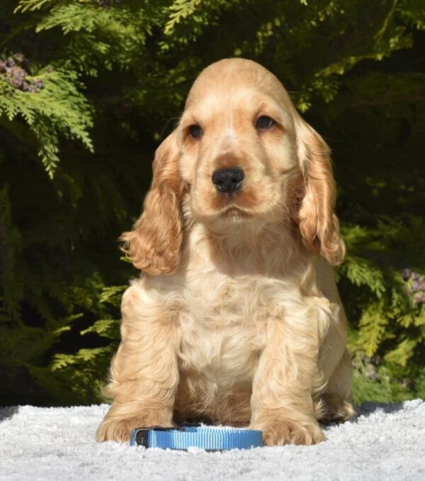 River English Cocker Spaniel